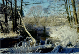 Flussaue im Winter