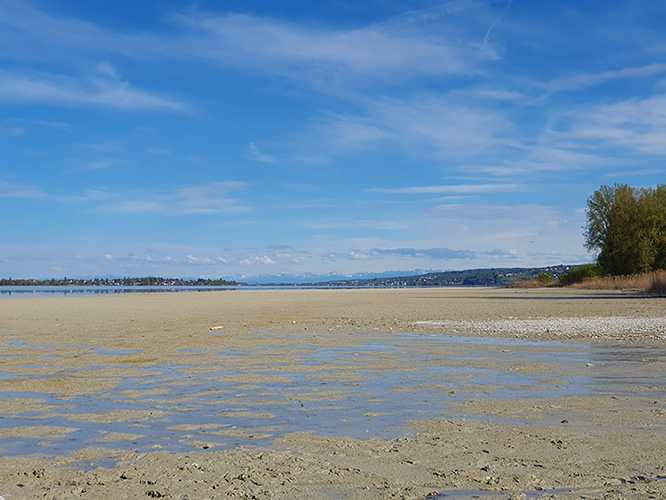 Julia Bachmann, Aufnahme am 19.4.2025 am Bodensee - Untersee in Gaienhofen auf der Halbinsel Höri. Ein Spaziergang auf dem Boden des Bodensees ist auch mal ein Erlebnis!