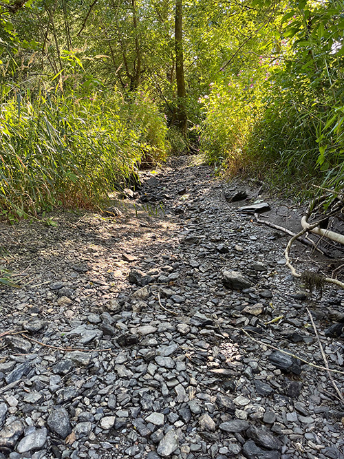 Felix Grunicke, Bachbett eines Flussperlmuschelzuchtgewässers im sächsischen Vogtland 2022