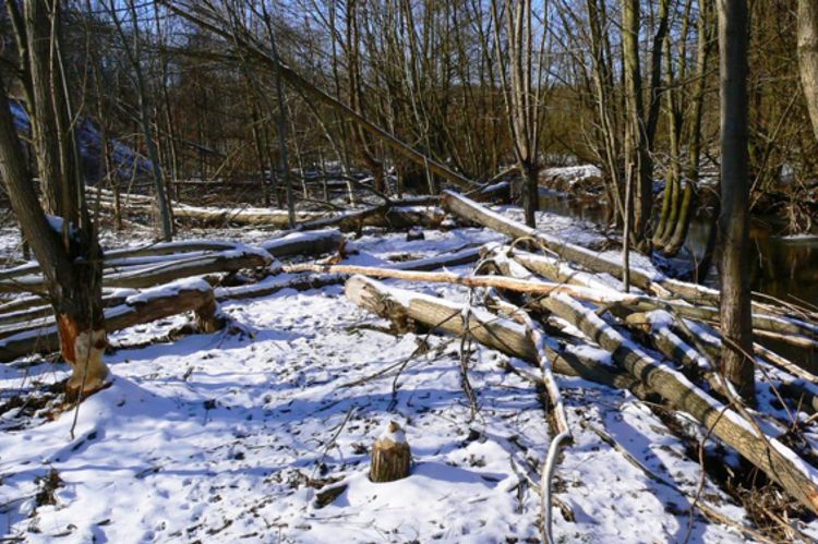 Biberlandschaft an der Röslau