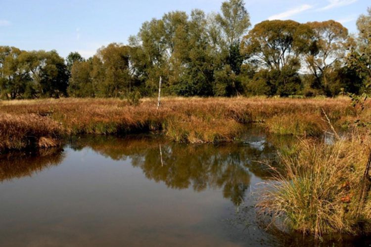 Renaturiertes Niedermoor an der Röslauaue